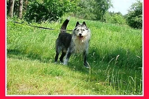 Owczarek pikardyjski mix,duży,przyjazny,odważny pi