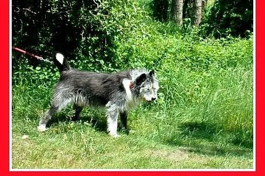 Owczarek pikardyjski mix,duży,przyjazny,odważny pi