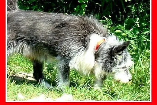 Owczarek pikardyjski mix,duży,przyjazny,odważny pi