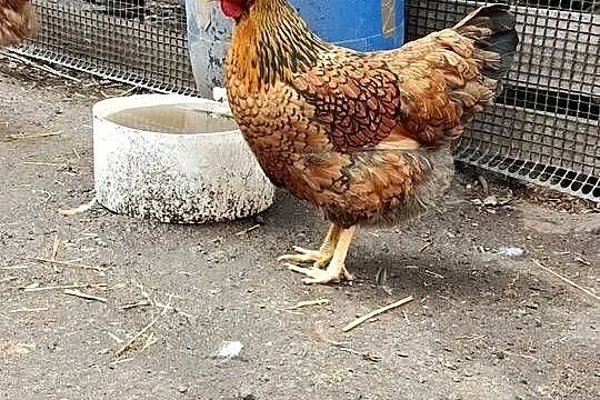 Kurki czubatki i inne
