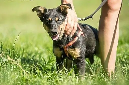 Wszędobylska Ważka :),  warmińsko-mazurskie Olszty