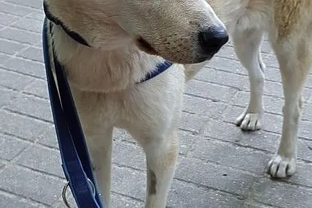ZARA - wdzięk i klasa, bo kundelek to najlepsza rasa ;), Mazowieckie, Warszawa