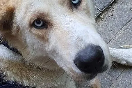 ZARA - wdzięk i klasa, bo kundelek to najlepsza rasa ;), Mazowieckie, Warszawa