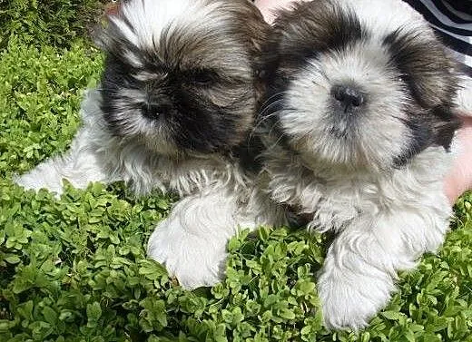 SPRZEDAM Szczenięta Shih tzu 7 tygodniowe., wielk