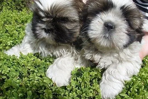 SPRZEDAM Szczenięta Shih tzu 7 tygodniowe.,  wielk