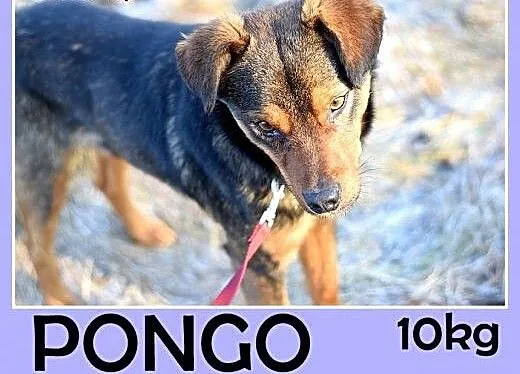 10kg,mały,łagodny,wesoły piesek PONGO.Adopcja, śl