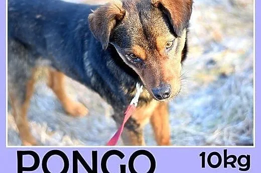 10kg,mały,łagodny,wesoły piesek PONGO.Adopcja, śląskie Katowice