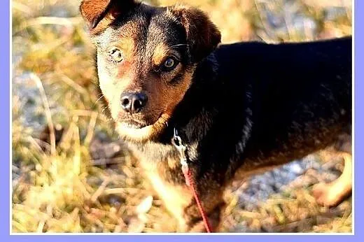 10kg,mały,łagodny,wesoły piesek PONGO.Adopcja,  śl