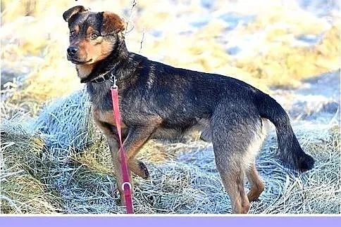 10kg,mały,łagodny,wesoły piesek PONGO.Adopcja,  śl