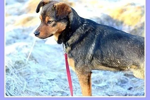 10kg,mały,łagodny,wesoły piesek PONGO.Adopcja,  śl