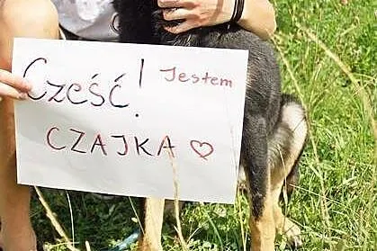Młoda, piękna i inteligentna – czego chcieć więcej? Czajka do adopcji!