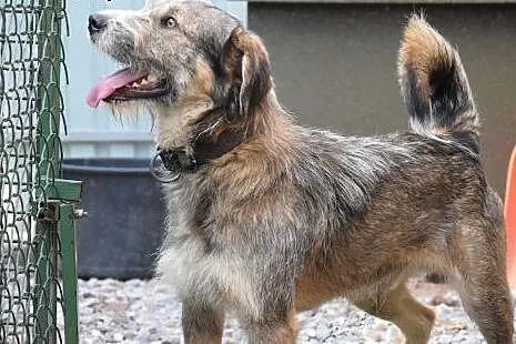 Frugo, piękny, fantastyczny pies czeka na nowe życ