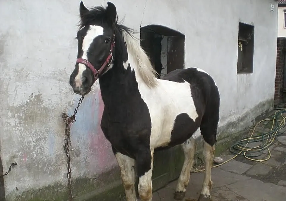 łaciaty ogierek