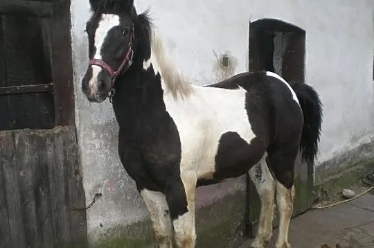 łaciaty ogierek
