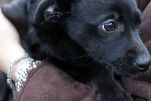 2.5 miesięczna sunia do adopcji ,  Kundelki cała P