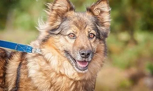OTOZ Animals - Ziaja - cudowna, spokojna suczka, k