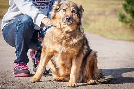 OTOZ Animals - Ziaja - cudowna, spokojna suczka, k