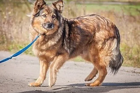 OTOZ Animals - Ziaja - cudowna, spokojna suczka, k
