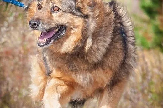 OTOZ Animals - Ziaja - cudowna, spokojna suczka, k