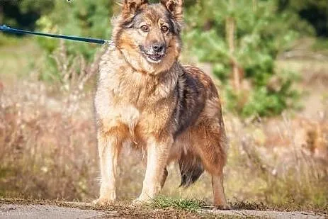 OTOZ Animals - Ziaja - cudowna, spokojna suczka, k