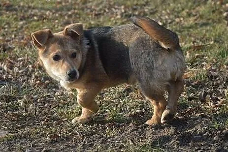 Goldi- cudna, mała, 6 miesięczna sunia chce do dom