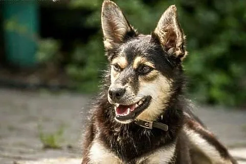 Melisa - fajna sunia do przygarnięcia od zaraz :),