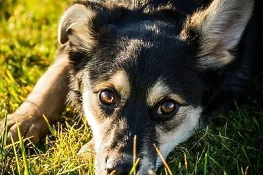Melisa - fajna sunia do przygarnięcia od zaraz :),