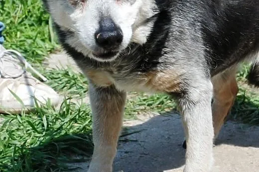 Chrupek - wiekowy ale fajny psiak - adopcja,  małopolskie Kraków