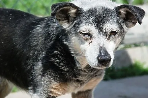 Chrupek - wiekowy ale fajny psiak - adopcja,  mało