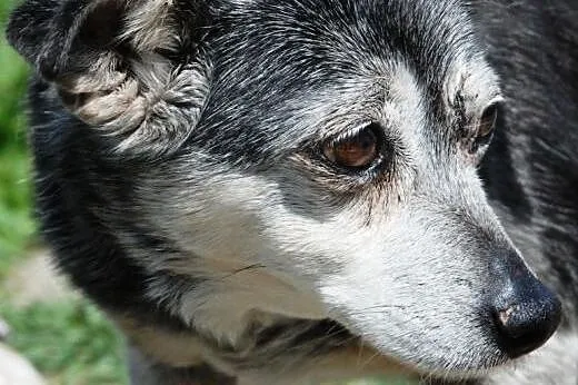 Chrupek - wiekowy ale fajny psiak - adopcja,  mało