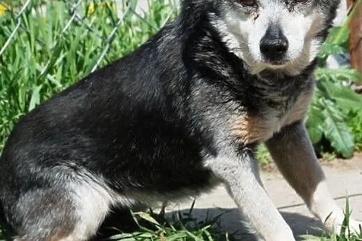 Chrupek - wiekowy ale fajny psiak - adopcja,  mało