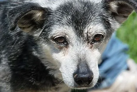 Chrupek - wiekowy ale fajny psiak - adopcja,  mało