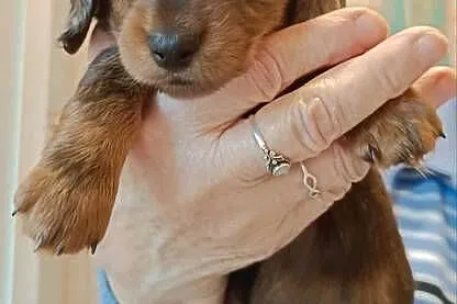 Jamniki długowłose miniaturowe i królicze, Łódzkie, Sieradz