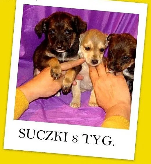 8 tyg.szczeniaki,suczki ZUZIKI,średnie docelowo,sz