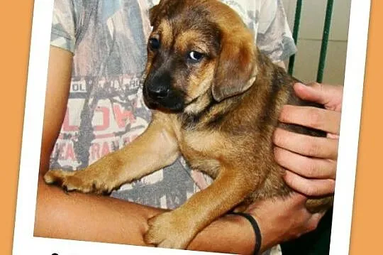 8 tygodniowy, bury szczeniaczek KAFELEK, docelowo średni _Adopcja_