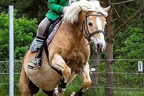 Klacz haflinger, hodowla