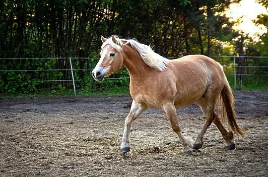 Klacz haflinger, hodowla