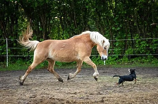 Klacz haflinger, hodowla