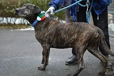 Rambo - czy ma jeszcze szansę na dom?,  śląskie Gliwice