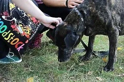 Rambo - czy ma jeszcze szansę na dom?,  śląskie Gl