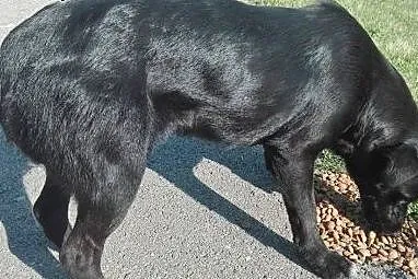Dwa porzucone psiaki PILNIE szukają schronienia!,  Kundelki cała Polska