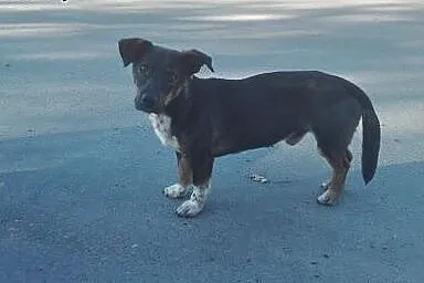 Dwa porzucone psiaki PILNIE szukają schronienia!, 
