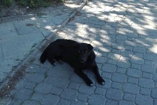 Dwa porzucone psiaki PILNIE szukają schronienia!, 