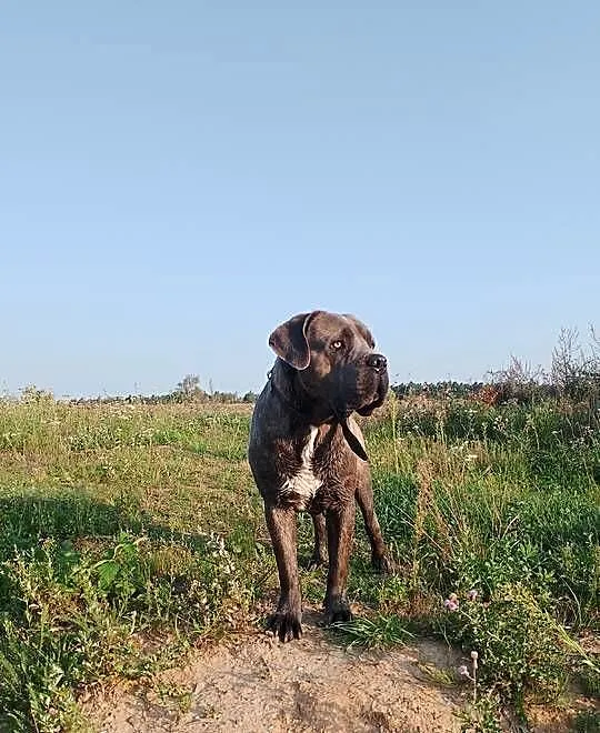 Cane Corso piękny pies reproduktor, Wielkopolskie, Śmigiel
