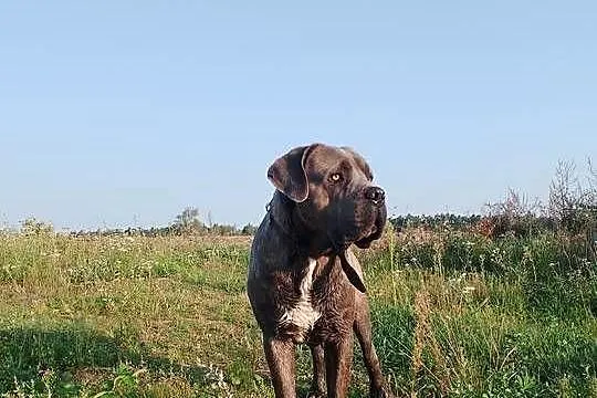 Cane Corso piękny pies reproduktor, Wielkopolskie, Śmigiel