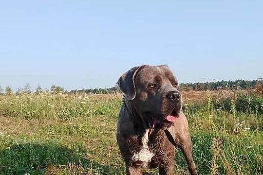 Cane Corso piękny pies reproduktor, Wielkopolskie, Śmigiel