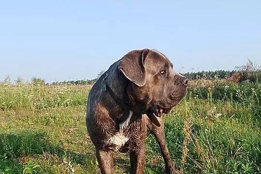 Cane Corso piękny pies reproduktor, Wielkopolskie, Śmigiel