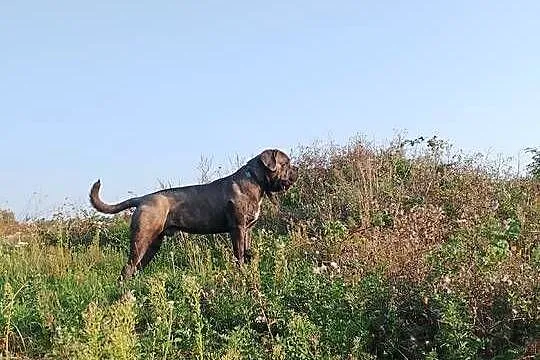 Cane Corso piękny pies reproduktor, Wielkopolskie, Śmigiel
