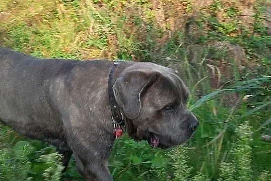 Cane Corso piękny pies reproduktor, Wielkopolskie, Śmigiel