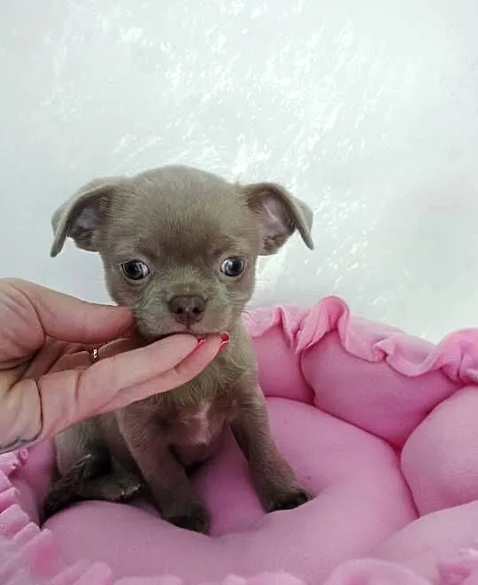 Liliowa suczka Chihuahua, Kujawsko-pomorskie, Barcin